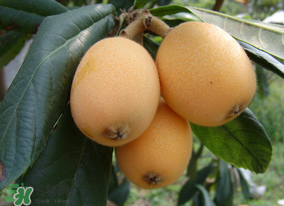 枇杷為什么酸？枇杷酸怎么辦？