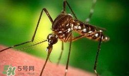 什么防蚊效果好？嬰兒用什么防蚊？