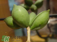 檳榔為什么會(huì)上癮？檳榔上癮怎么戒？