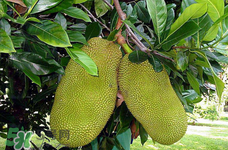 菠蘿蜜的營養(yǎng)價值 吃菠蘿蜜有什么好處？