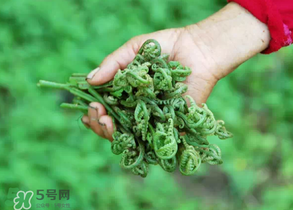 糖尿病能吃蕨菜嗎？糖尿病可以吃蕨菜嗎？
