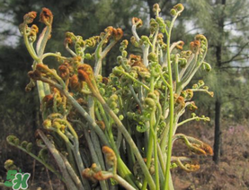 糖尿病能吃蕨菜嗎？糖尿病可以吃蕨菜嗎？