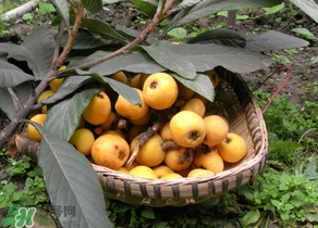 枇杷哪些人不能吃？哪些人不宜食用枇杷？