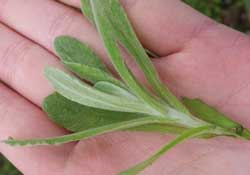 清明菜怎么做好吃？清明菜怎么做止咳？