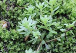 清明菜是什么菜？清明菜是艾草嗎？