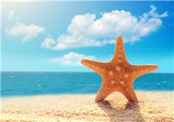 海星怎么吃？海星能吃嗎？