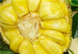 菠蘿蜜的營養(yǎng)價值 吃菠蘿蜜有什么好處？