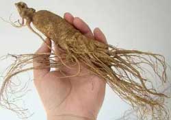 春天能吃高麗參嗎？春天可以喝高麗參湯嗎？