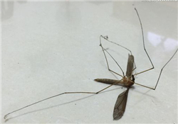 什么防蚊效果好？嬰兒用什么防蚊？