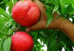 油桃什么時候上市？油桃最早的幾月份上市？