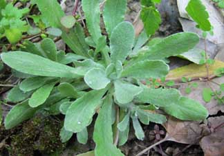 清明菜什么時(shí)候有？清明菜什么時(shí)候吃？