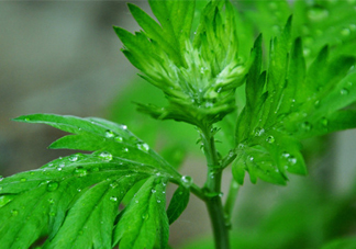 艾草可以治療濕疹嗎？艾葉如何治療濕疹？