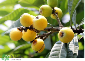 枇杷可以空腹吃嗎？空腹能吃枇杷嗎？