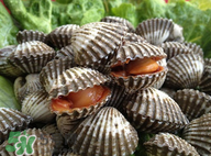 血蚶有寄生蟲嗎？血蚶有沒有寄生蟲？