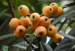 糖尿病能吃枇杷嗎？糖尿病人能吃枇杷嗎？