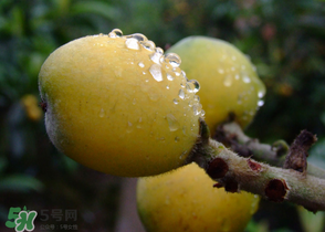 糖尿病能吃枇杷嗎？糖尿病人能吃枇杷嗎？