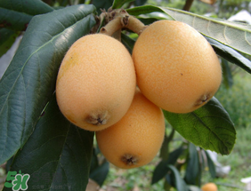 枇杷一天吃幾個(gè)合適？枇杷一次吃多少？