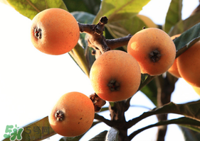 枇杷一天吃幾個(gè)合適？枇杷一次吃多少？