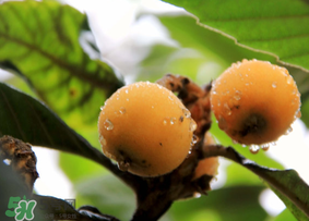 六個月寶寶可以吃枇杷嗎？6個月的寶寶能吃枇杷嗎？