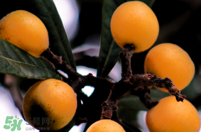 六個月寶寶可以吃枇杷嗎？6個月的寶寶能吃枇杷嗎？