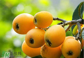 寶寶感冒可以吃枇杷嗎？寶寶感冒能吃枇杷嗎？