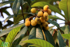 寶寶感冒可以吃枇杷嗎？寶寶感冒能吃枇杷嗎？