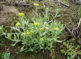 清明菜什么時(shí)候有？清明菜什么時(shí)候吃？