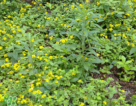 清明菜什么時(shí)候有？清明菜什么時(shí)候吃？