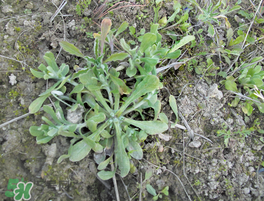 清明菜什么時(shí)候有？清明菜什么時(shí)候吃？