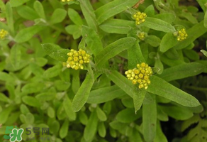 孕婦可以吃清明菜嗎？清明菜孕婦能吃嗎？