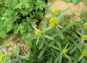 孕婦可以吃清明菜嗎？清明菜孕婦能吃嗎？