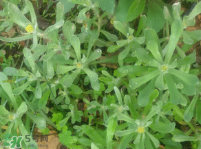 孕婦可以吃清明菜嗎？清明菜孕婦能吃嗎？