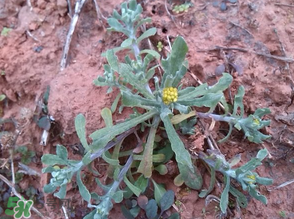 清明菜怎么保存？清明菜可以放冰箱嗎？