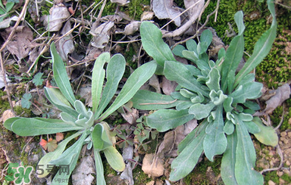 清明菜怎么保存？清明菜可以放冰箱嗎？