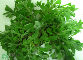 清明菜怎么保存？清明菜可以放冰箱嗎？