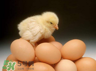 天天吃雞蛋好嗎？天天吃雞蛋會(huì)發(fā)胖嗎？