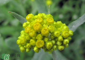 清明菜開花了能不能吃？清明菜怎么吃？