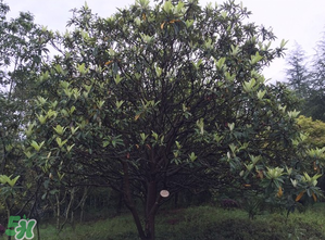 枇杷樹幾年結(jié)果？枇杷樹為什么不結(jié)果？