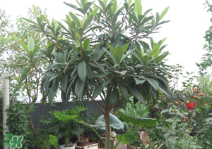 枇杷樹幾年結(jié)果？枇杷樹為什么不結(jié)果？