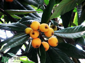 枇杷樹幾年結(jié)果？枇杷樹為什么不結(jié)果？