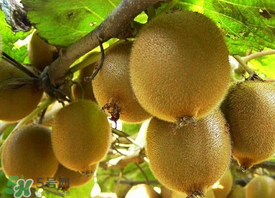 ?枇杷能和獼猴桃一起吃嗎？?枇杷可以和獼猴桃能一起吃嗎？