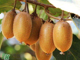 ?枇杷能和獼猴桃一起吃嗎？?枇杷可以和獼猴桃能一起吃嗎？