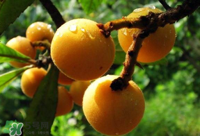 枇杷和蘋果能一起吃嗎？蘋果和枇杷能一起煮嗎？