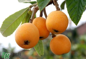 枇杷能和雞蛋一起吃嗎？枇杷可以和蛋一起吃嗎？