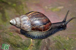 福壽螺能吃嗎？福壽螺吃了會(huì)怎么樣？