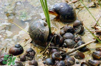 福壽螺能吃嗎？福壽螺吃了會(huì)怎么樣？