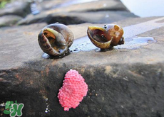 福壽螺能吃嗎？福壽螺吃了會(huì)怎么樣？