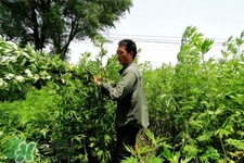 艾草可以治腳氣嗎？艾草泡腳能治腳氣嗎？