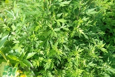 艾草吃了有什么好處？艾草吃多了會(huì)怎樣？