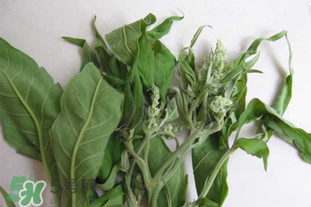 艾草吃了有什么好處？艾草吃多了會(huì)怎樣？